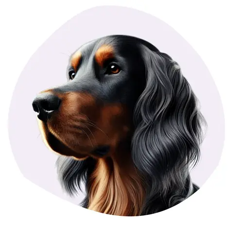 Setter Gordon